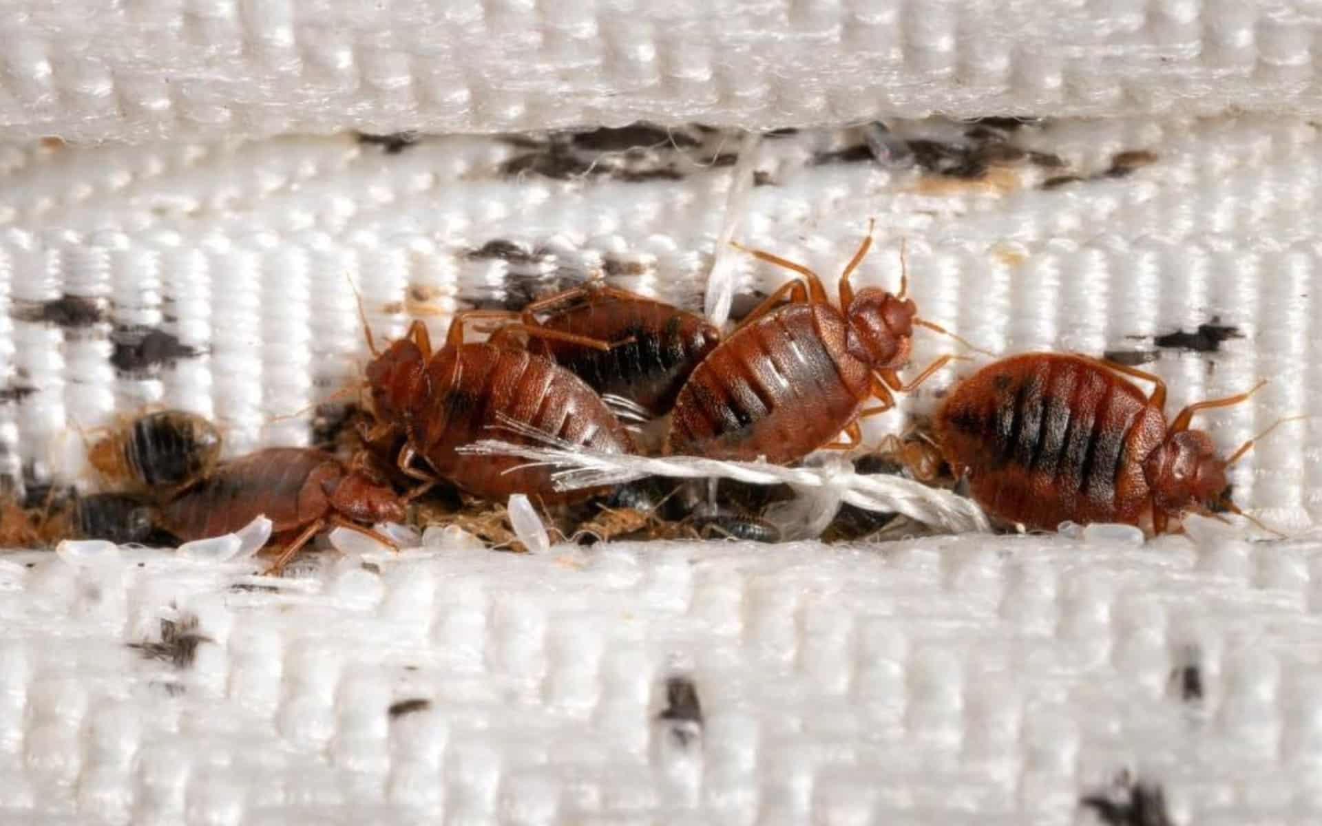 Fumigacion de chinches