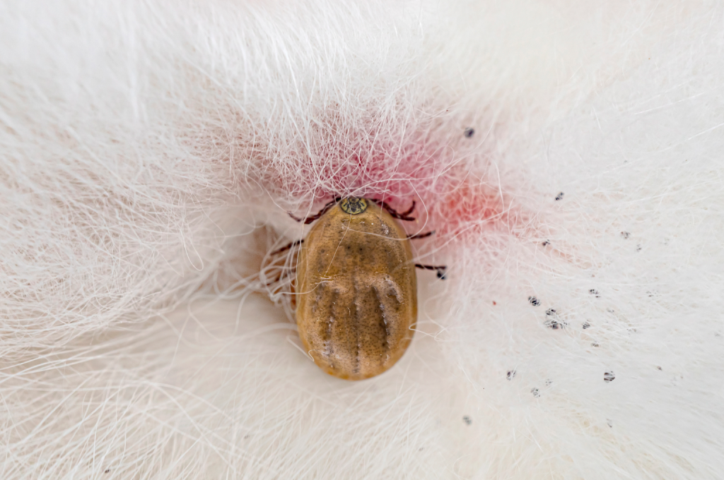 Fumigacion de garrapatas